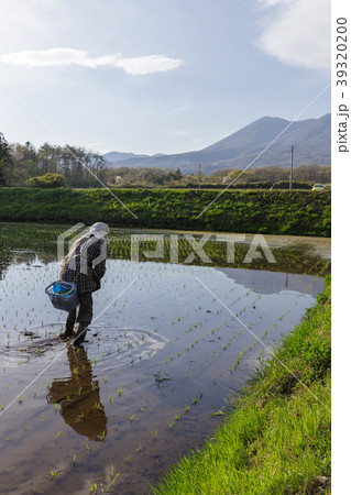 田植え（5月）おばあちゃん 39320200