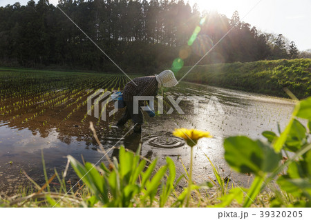 田植え(5月)おばあちゃん 田植え(5月)おばあちゃん 39320205
