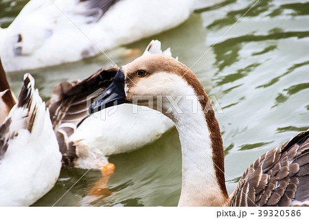 水鳥 みず鳥 水辺の鳥 39320586