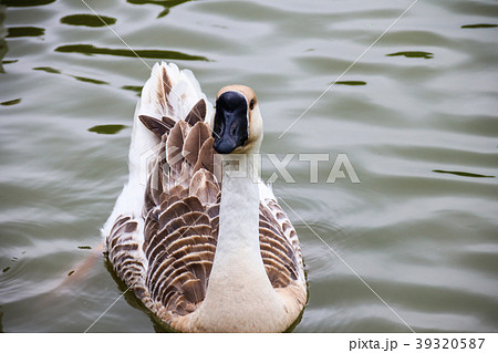 水鳥 みず鳥 水辺の鳥 39320587