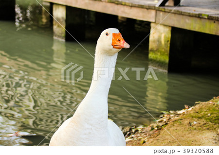 水鳥 みず鳥 水辺の鳥 39320588