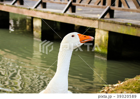 水鳥 みず鳥 水辺の鳥 39320589