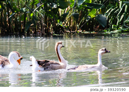 水鳥 みず鳥 水辺の鳥 39320590