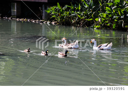 水鳥 みず鳥 水辺の鳥 39320591