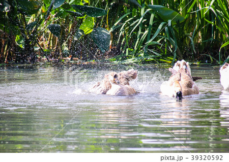 水鳥 みず鳥 水辺の鳥 39320592