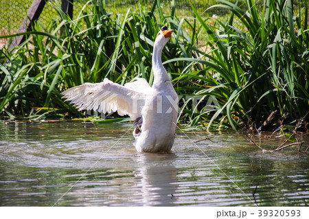 水鳥 みず鳥 水辺の鳥 39320593