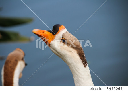 水鳥 みず鳥 水辺の鳥 39320634