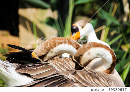 ギース 鵞鳥 ガチョウ 39320637