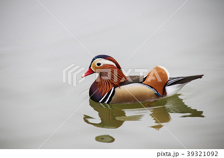 アヒル あひる 鴨 39321092
