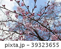 さくら 39323655