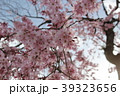 桜 39323656