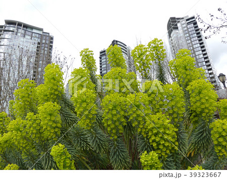 Euphorbia characias flowers modern building Euphorbia characias flowers modern building 39323667
