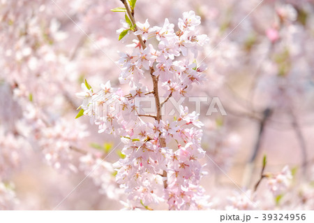 桜 39324956