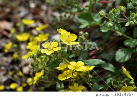 キジムシロ 39324957