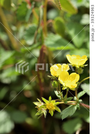 キジムシロ 39324963