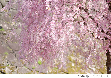 桜 39324964