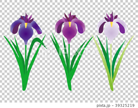 菖蒲の花2 3色 花 植物 しょうぶ のイラスト素材