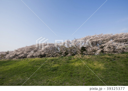 多摩川辺リ桜並木 39325377