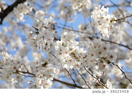 さくら 39325459