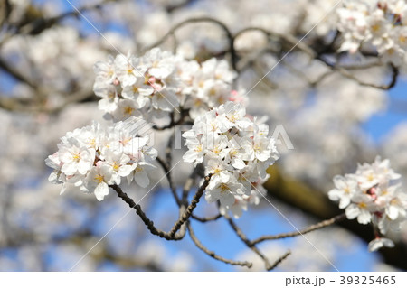 さくら 39325465