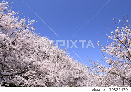 権現堂の桜並木 39325470