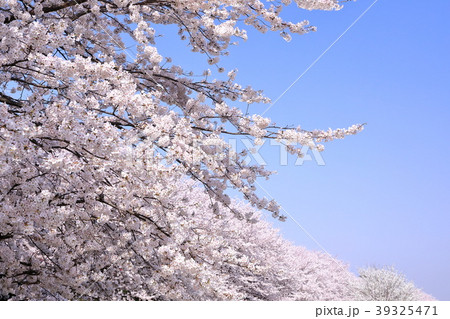 権現堂の桜並木 39325471