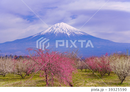 《静岡県》満開の梅林　富士山 39325590