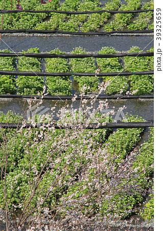 安曇野の春 ワサビの花咲くころ 安曇野の春 ワサビの花咲くころ 39325659