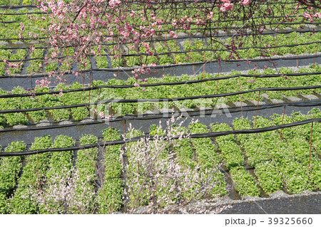 安曇野の春 ワサビの花咲くころ 安曇野の春 ワサビの花咲くころ 39325660