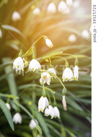 Summer snowflake flowers 39325728