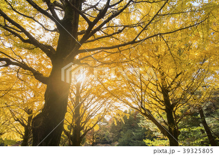 Colorful Yellow Ginko Tree. Autumn in Japan. Colorful Yellow Ginko Tree. Autumn in Japan. 39325805