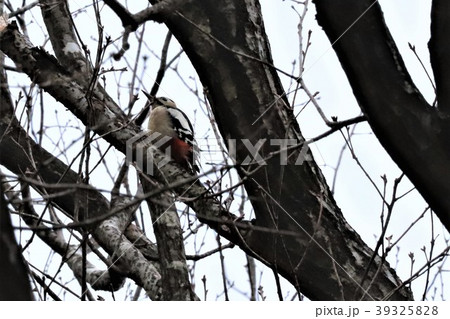 アカゲラ    常陸風土記の丘 39325828