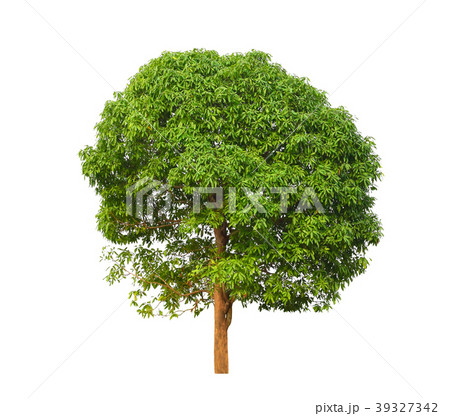 mango tree isolated on white background mango tree isolated on white background 39327342