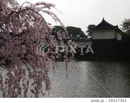 お堀と桜 39327361