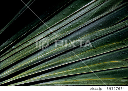 abstract green palm leaves nature with rain drop 39327674