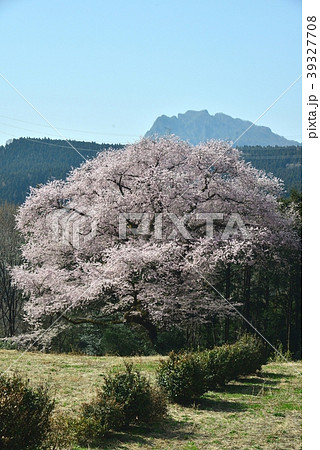 群馬県、細野の彼岸桜 群馬県、細野の彼岸桜 39327708