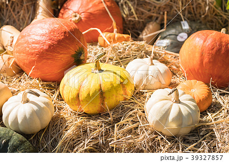 Bunch of pumpkins for sale 39327857