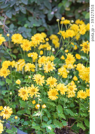 Chrysanthemum flowers bloom in garden 39327858