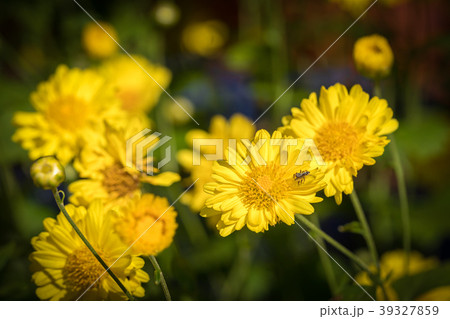 Chrysanthemum flowers bloom in garden 39327859