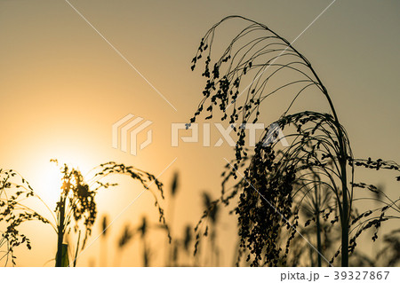 Close up Sorghum in field agent sunset Close up Sorghum in field agent sunset 39327867