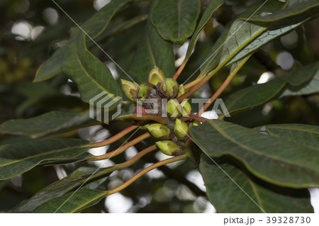 ユズリハ。 ユズリハ。 39328730