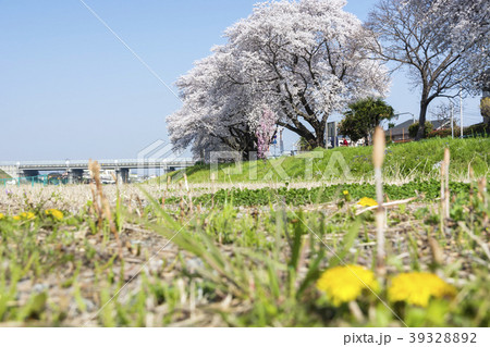 春 土筆 桜 野菊 春 土筆 桜 野菊 39328892