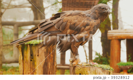 A steppe eagle tied to a pole eats meat. 39328912