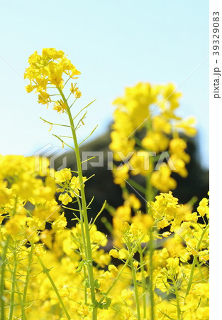 菜の花畑 29 菜の花畑 29 39329083