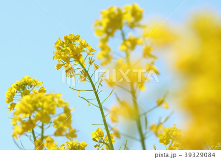 菜の花畑 28 菜の花畑 28 39329084