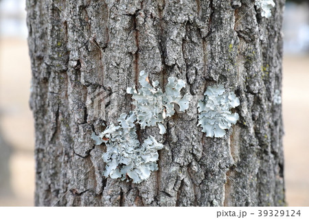 ムカデゴケ 39329124