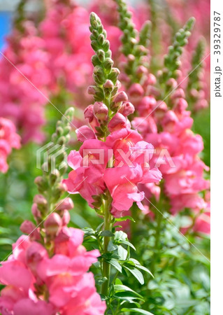 キンギョソウのお花畑 キンギョソウのお花畑 39329787