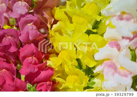 キンギョソウのお花畑 39329799