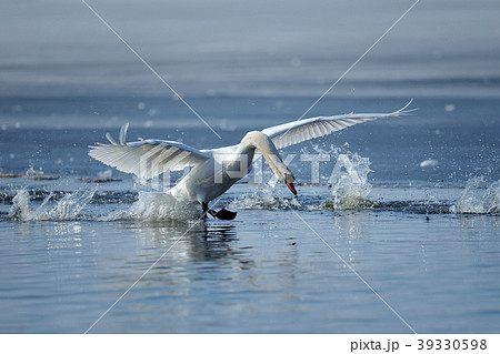 Swans taking flight on lake 39330598