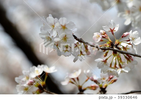 可憐に咲く染井吉野 39330646